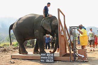 Sri Chinmoy elefántot emel a gondozóval együtt
